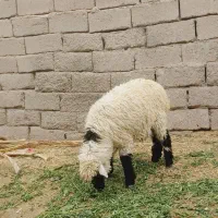 دوتا بره نر چاق مناسب کشتن قربانی و داشت