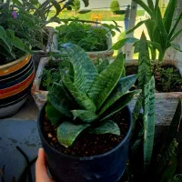 نخل مرداب،استاپیلیا،سانسوریا پاکوتاه|گل و گیاه طبیعی|ایلام, |دیوار