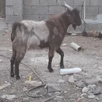 نر بز فروش
