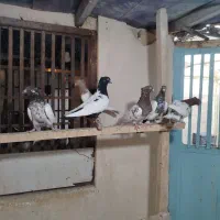 کفتر رنگی|پرنده|قم, آزادگان|دیوار