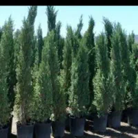 جونیپروس گل درخت نهال عید کریسمس کریسمسی نوئل کاج|گل و گیاه طبیعی|تهران, سید خندان (جلفا)|دیوار