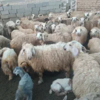 بزمیش خوب داشتی|حیوانات مزرعه|دشمن زیاری, |دیوار