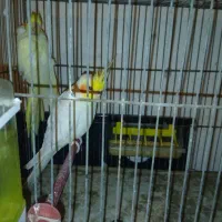 عروس هلندی جفت با جوجه و تخم با یک عدد ماده دستی|پرنده|اصفهان, باغ فدک|دیوار