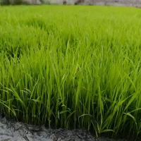 تیم سبد نشا دستگاهی هاشمی