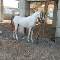 فروش اسب عرب