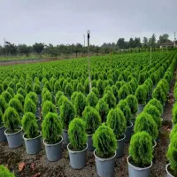 خدمات باغبانی در سراسر پردیس|خدمات باغبانی و درختکاری|پردیس, فاز ۲|دیوار