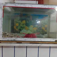 آکواریوم یک متر در ۶۰سانت