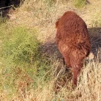 یک عدد بر ه چاق درر