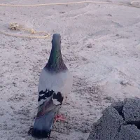 سلام دوستان عزیز