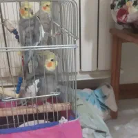 3عدد عروس هلندی