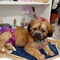 فروش شیدزو ترییر دوماهو نیمه