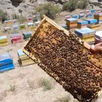 فروش عسل .ژل رویال .گرده گل .بره موم