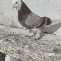 کبوتر شازده