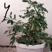 گل های خانگی