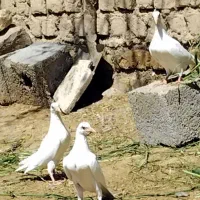 سفید آلمانی