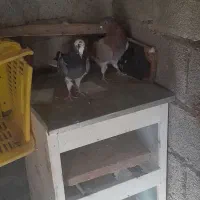 کبوتر|پرنده|ایوان, |دیوار