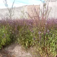 خوردنی نوشیدنی