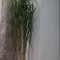 درختچه طبیعی لیندا 30 ساله بالغ گل داده با تخفیف|گل و گیاه طبیعی|تهران, حبیب الله|دیوار