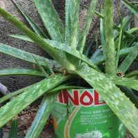 گل آلوعه ورا|گل و گیاه طبیعی|تربت جام, والفجر|دیوار