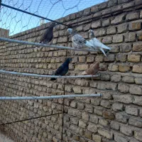کبوتر زیبا و پرشی