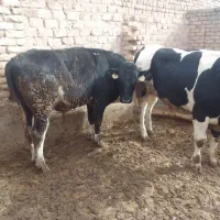 ۴راس گوساله نر|حیوانات مزرعه|بوئین زهرا, |دیوار