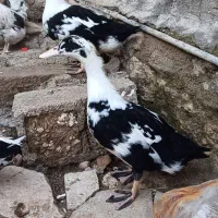 اردک|حیوانات مزرعه|چرداول, |دیوار