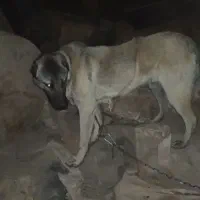 سگ نگهبان جوان|سگ|زنجان, |دیوار