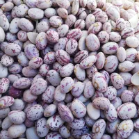 لوبیا چیتی امساله