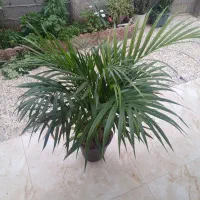 گل نخل اریکا