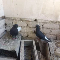 کفتر زاغ دم سفید|پرنده|مشهد, نیزه|دیوار