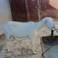 بز سانن با دوتا بزقاله زایمان چهاروم|حیوانات مزرعه|کاشمر, |دیوار