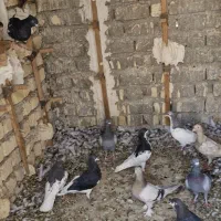 کبوتر|پرنده|شیراز, کفترک|دیوار