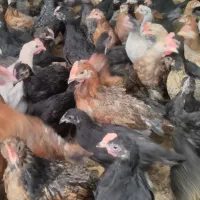 جوجه محلی|حیوانات مزرعه|مرودشت, محمد آباد|دیوار