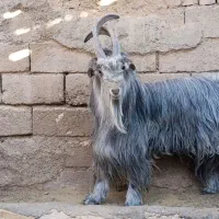 پازن ۲ساله خوشگل و خوش ذات