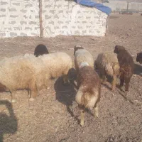 فروش بره نر|حیوانات مزرعه|دره شهر, |دیوار