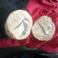 سنگ توپی فسیلی شجر  قدمت بالا