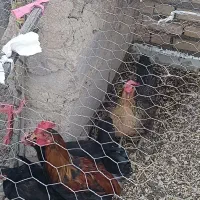 مرغ و خروس