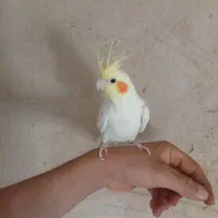 عروس هلندی