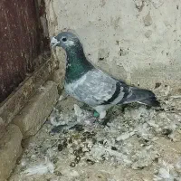 سوسکی سبز نرارتیس فروشی