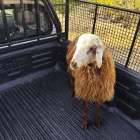 گوسفند خونی و گوسفند زنده برای نذری|حیوانات مزرعه|مشهد, نوید|دیوار