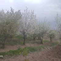 باغ-میوه-گیلاس-البالو
