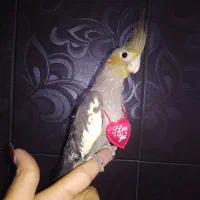 انواع عروس هلندی و کوتوله برزیلی|پرنده|شیراز, شهرک گلشن|دیوار