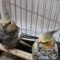 عروس هلندی.