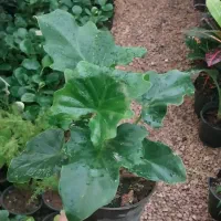 باطراوت ترین گلها