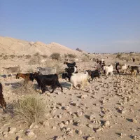 بز داشتی کهره دار|حیوانات مزرعه|خنج, |دیوار