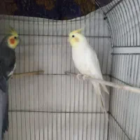 عروس هلندی جفت نر