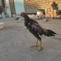 خروس لاری 6ماهه