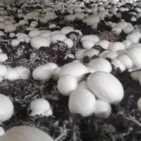 آموزش عملی پرورش قارچ