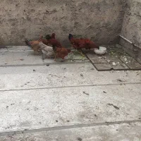 مرغ محلی،خروس مرغگیرگلپایگانی اصل