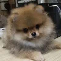 پامرانین دوسر خرسی|سگ|بندرعباس, |دیوار